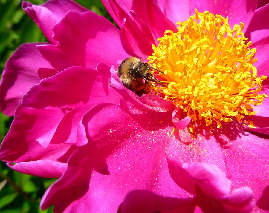 Peony and bumble bee Photograph by Jean Evans