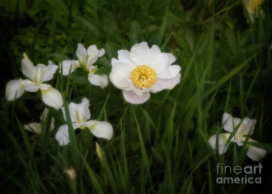 Peony and Irises Photograph by Ann Jacobson
