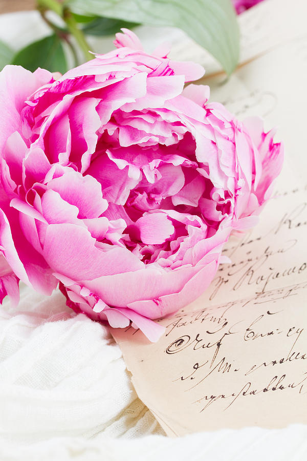 Peony and Letter Photograph by Anastasy Yarmolovich