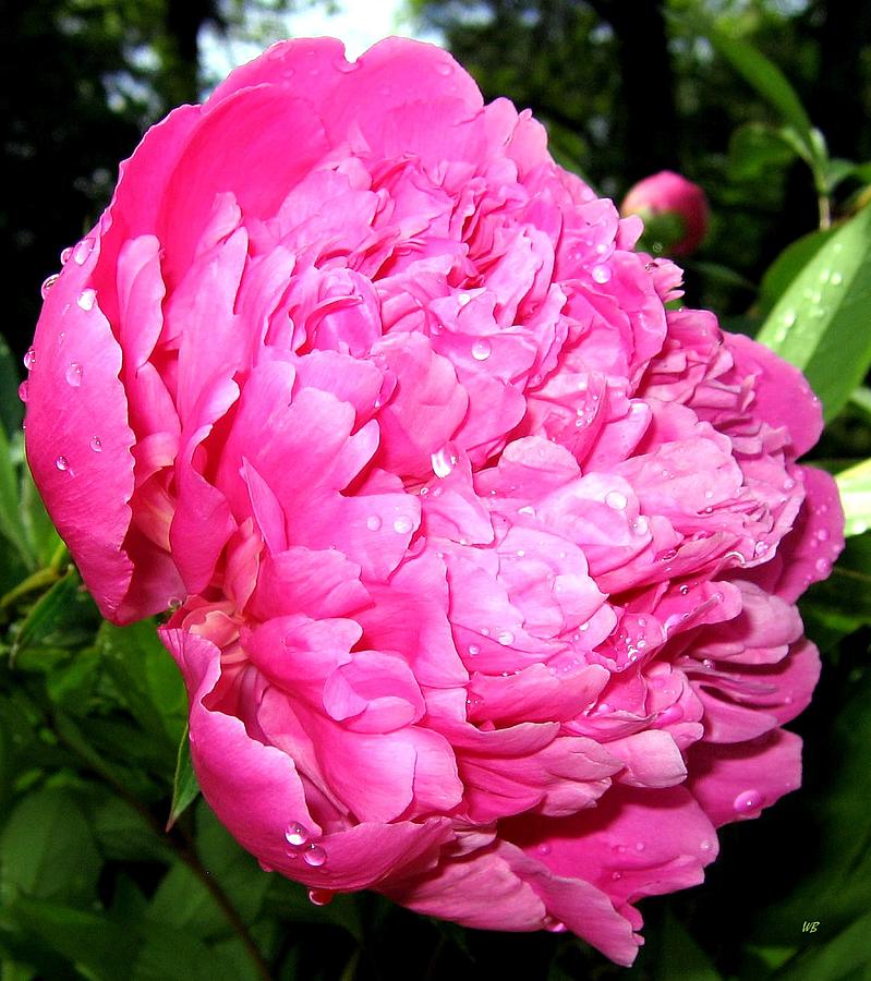 Peony And Raindrops Photograph by Will Borden