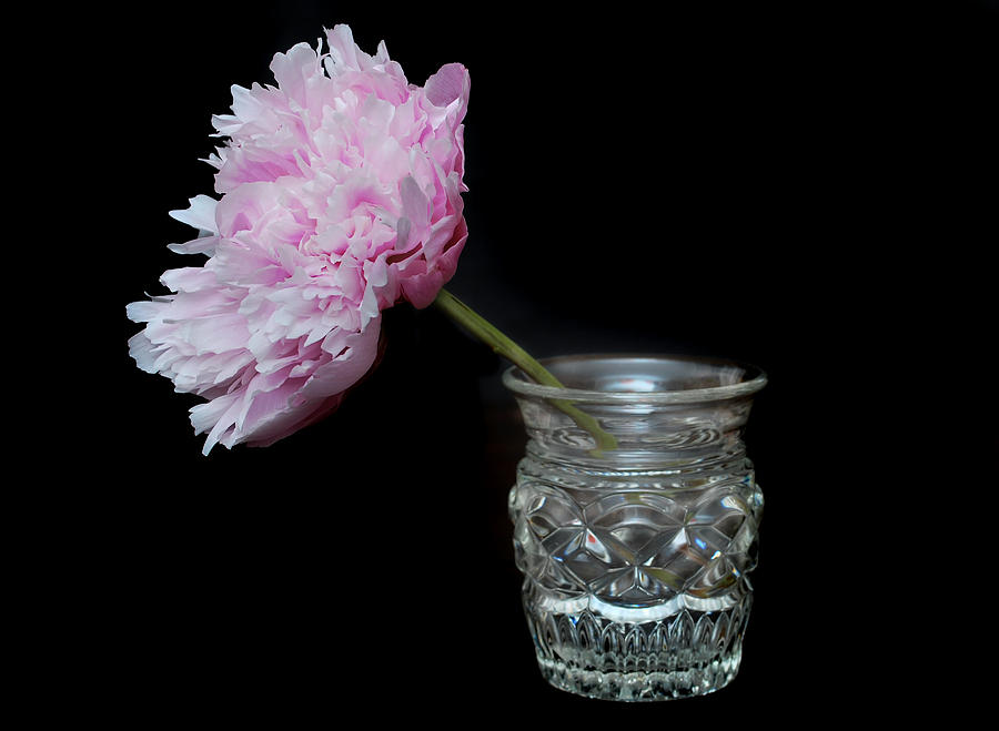 Peony and Vase Photograph by Terence Davis