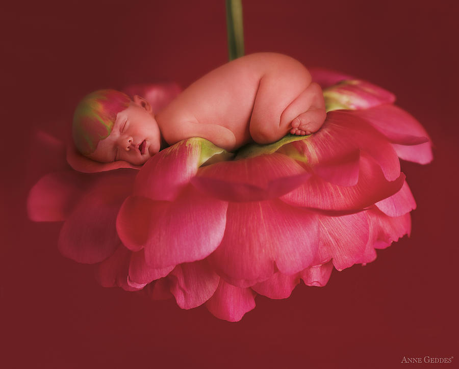 Chelsea on a Pink Peony Rose Photograph by Anne Geddes
