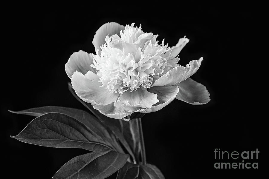 Peony Black and White Photograph by Sharon McConnell