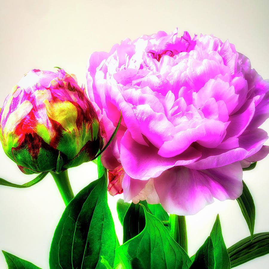 Peony Bloom And Bud Photograph by Garry Gay