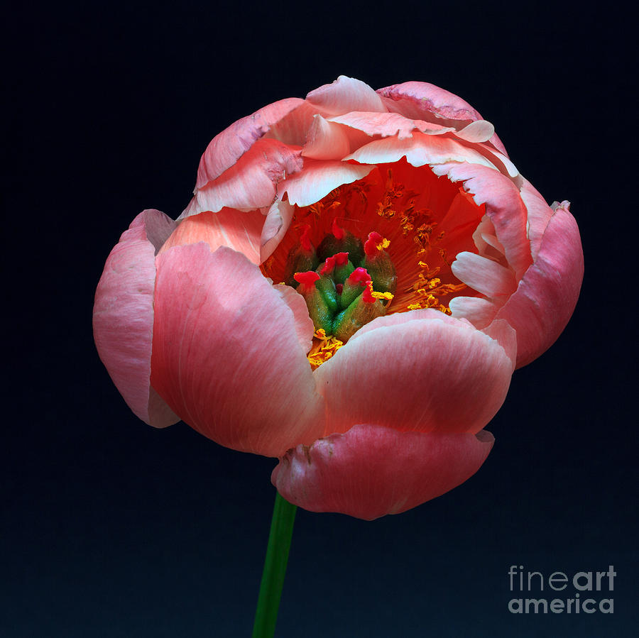 Peony Bloom Photograph by Robert Pilkington