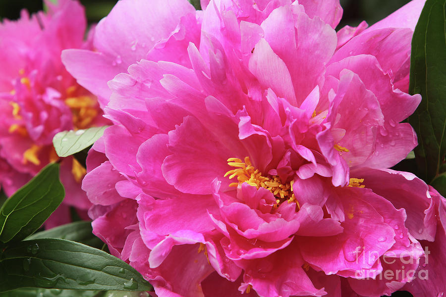 Peony Blossom Photograph by CJ McKendry - Fine Art America