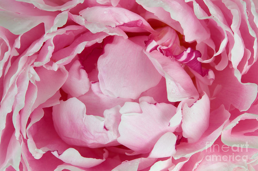 Abstract Photograph - Peony Blossom Opening by Stephen J. Krasemann