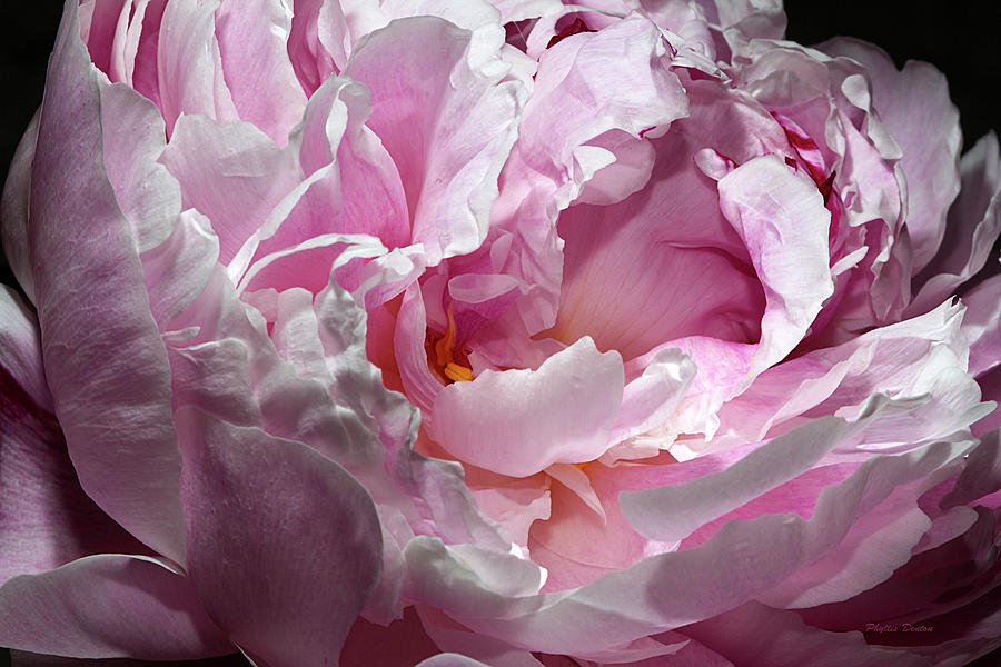 Peony Blossom Photograph by Phyllis Denton