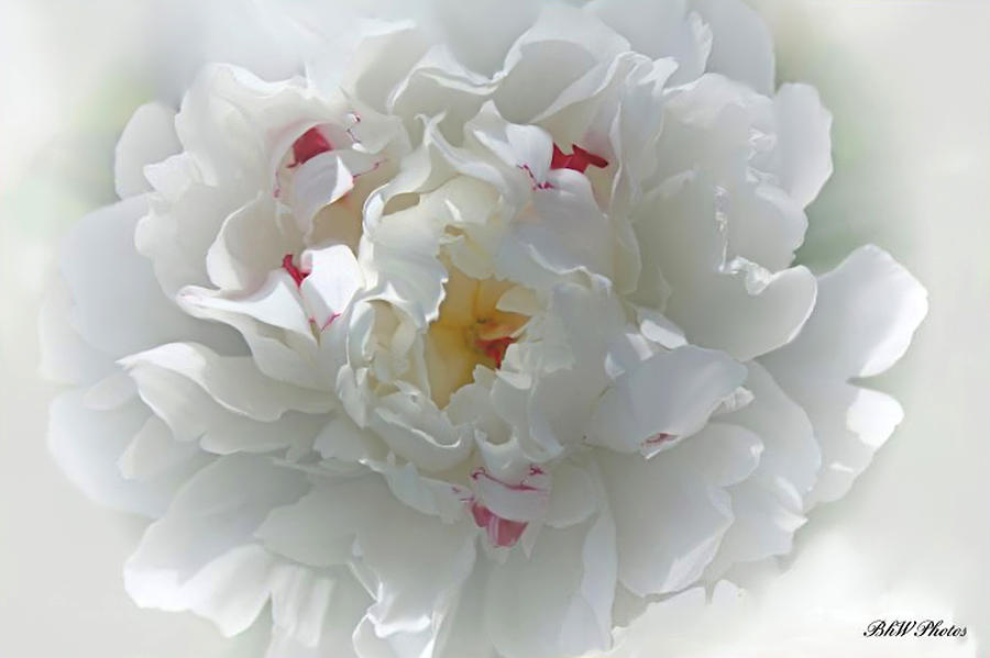 Peony Photograph by Bonnie Willis