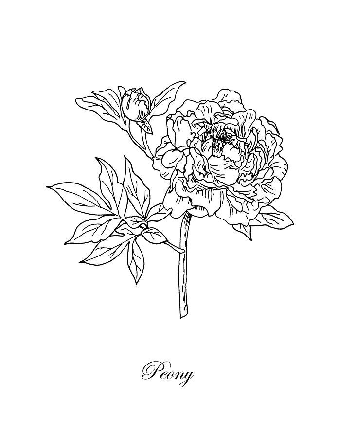 Peony. Botanical Drawing by Masha Batkova Pixels