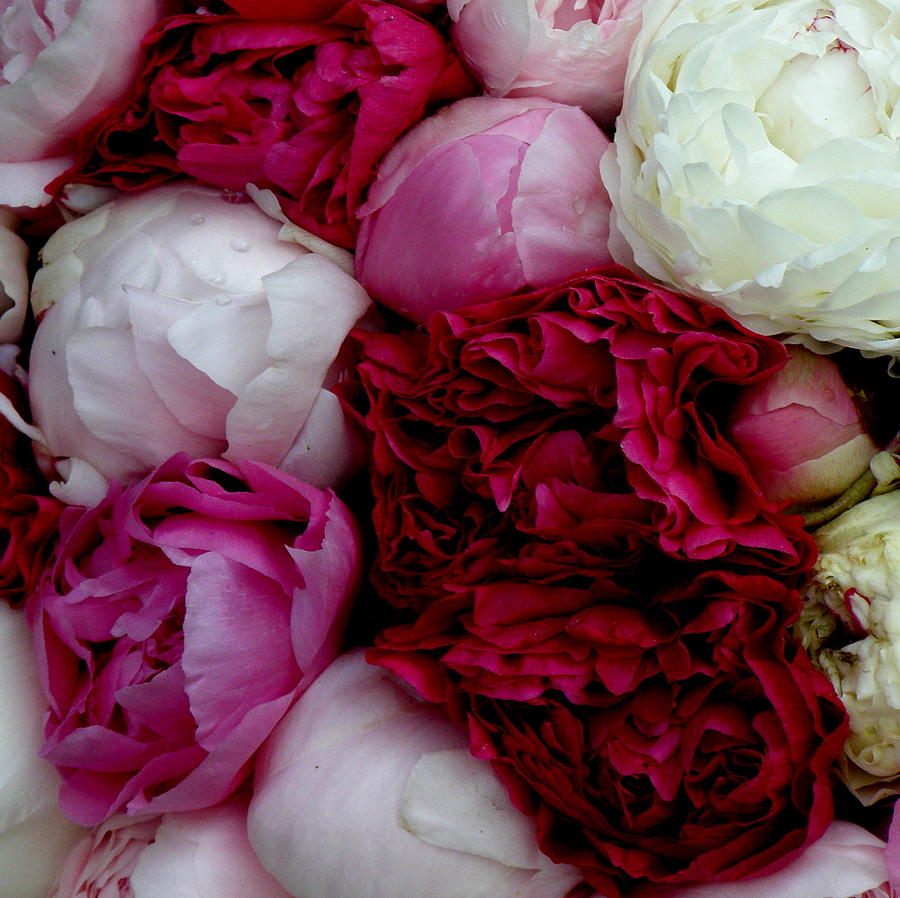 Peony Bouquet Photograph by Lainie Wrightson