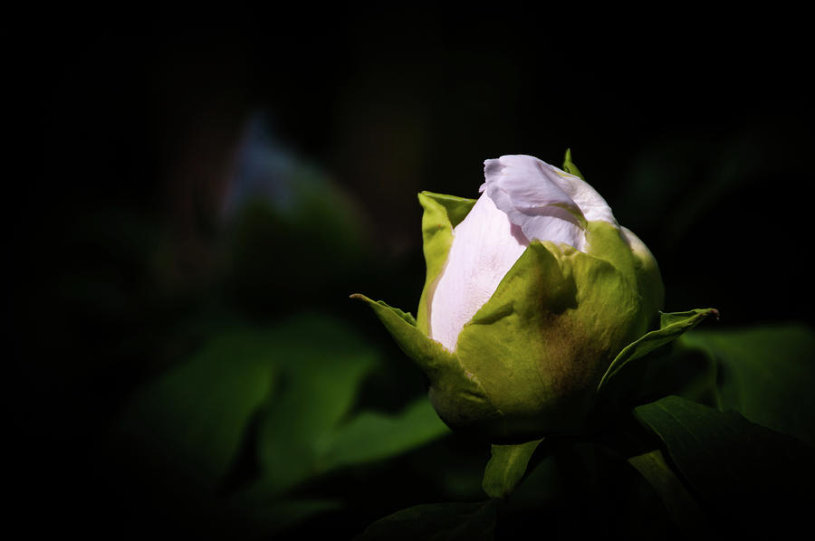 Nature Photograph - Peony Bud by Amy Dooley