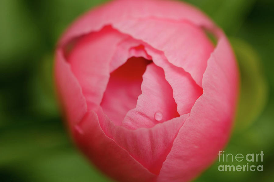 Peony Bud Botanical / Nature / Floral Photograph Photograph by PIPA Fine Art - Simply Solid