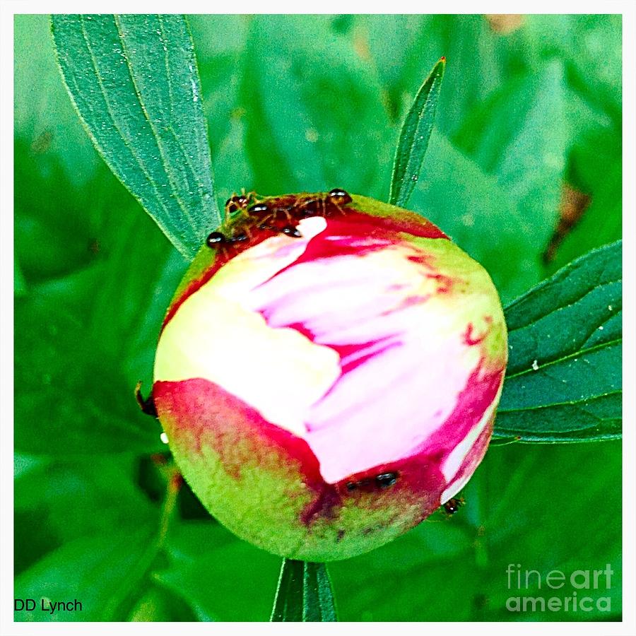 Peony Bud With Ants Photograph By Debra Lynch Fine Art America   Peony Bud With Ants Debra Lynch 