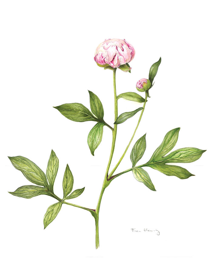 Peony buds Painting by Fran Henig