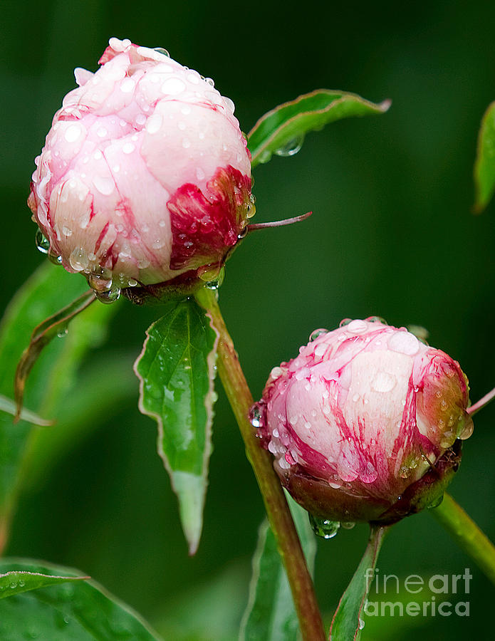 Peony Buds in the Rain Photograph by Ann Jacobson