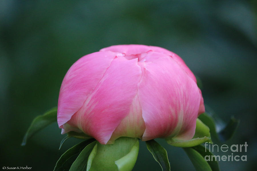 Peony Button Photograph by Susan Herber