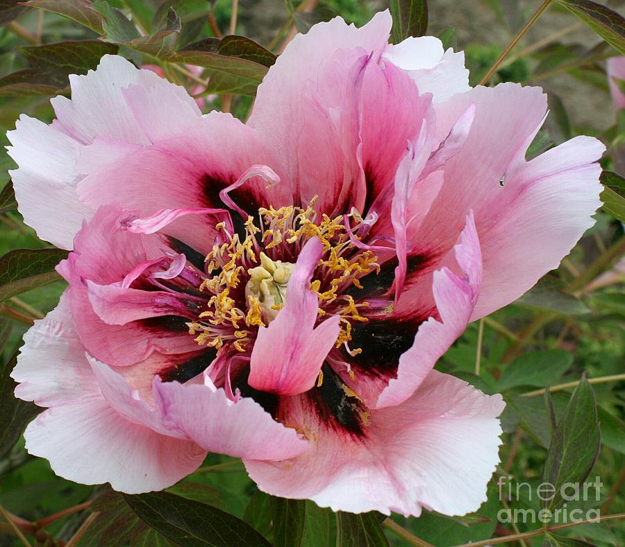 Nature Photograph - Peony by Christiane Schulze Art And Photography