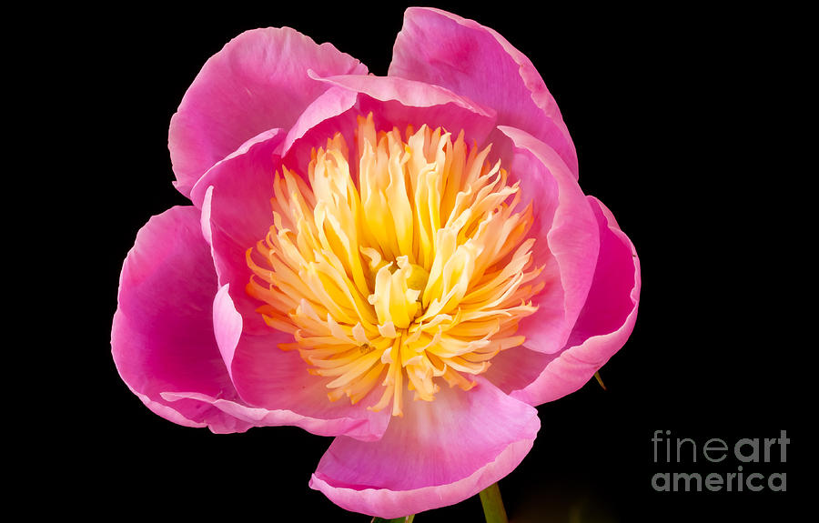 Peony Photograph by Colin Rayner