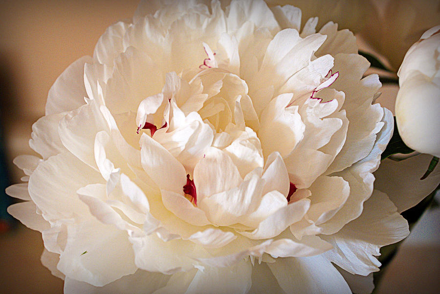 Peony Photograph by Cricket Hackmann
