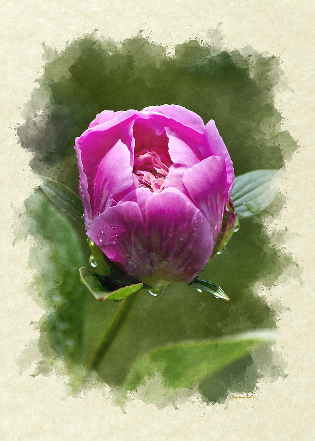 Peony Flower Note Card Mixed Media by Christina Rollo