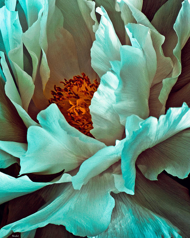 Peony Flower Photograph by Chris Lord