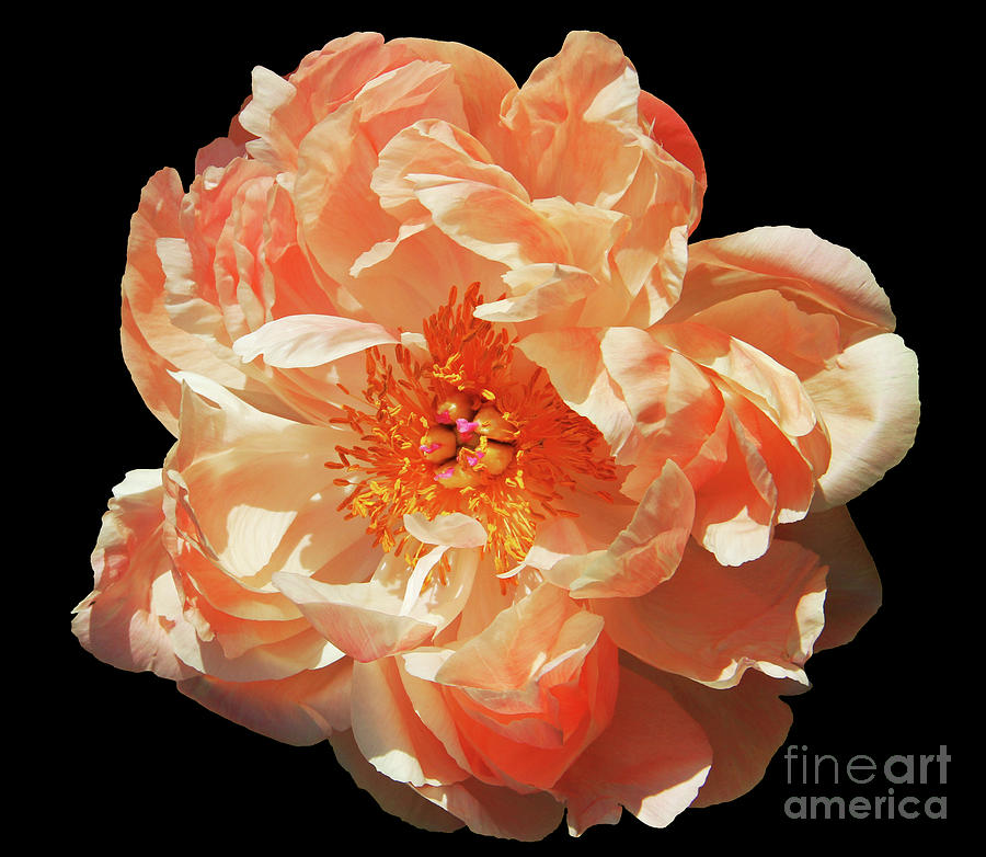 Peony Flower in Bloom Photograph by Mariola Bitner