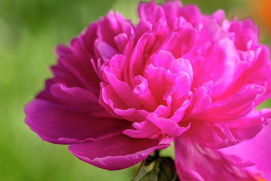 Peony Flower in Garden Photograph by Teri Virbickis