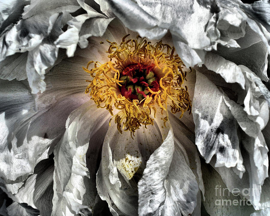 Peony Flower Petals Photograph by Smilin Eyes Treasures