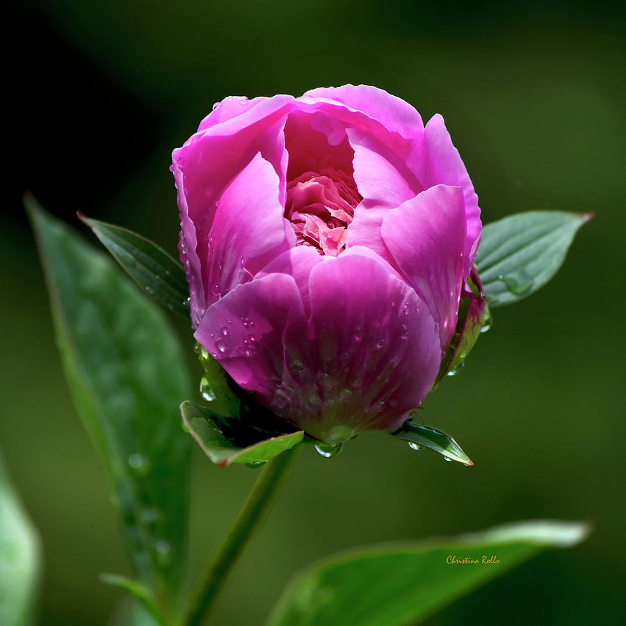 Peony Flower Square Photograph by Christina Rollo