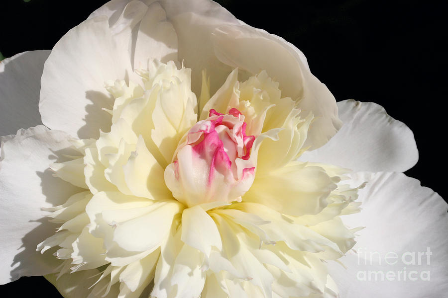 Peony Glow Photograph by Steve Augustin