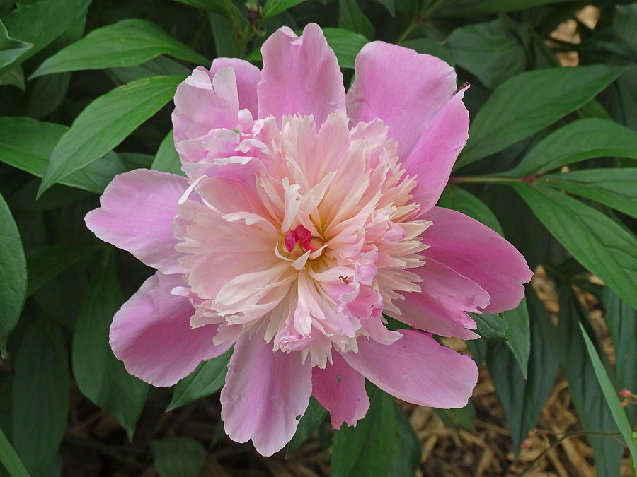 Peony Photograph by Greg Boutz - Fine Art America