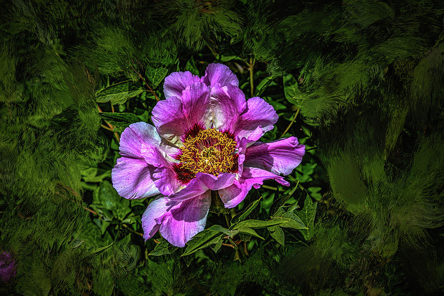 Peony #h5 Photograph by Leif Sohlman