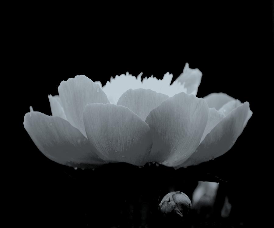 Peony I Black White Photograph by Joan Han
