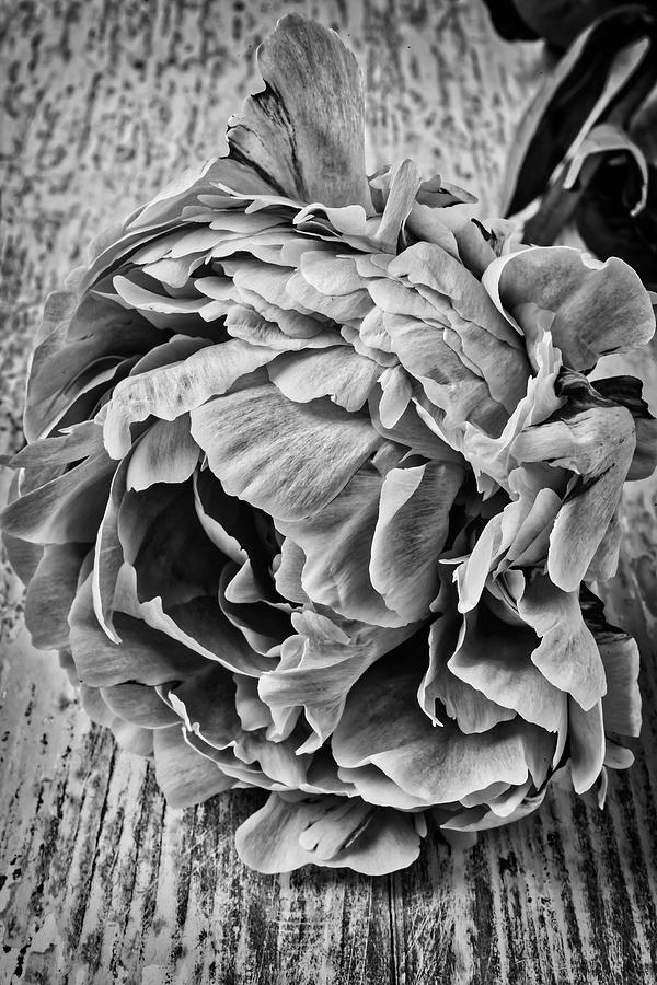 Peony In Black And White Photograph by Garry Gay