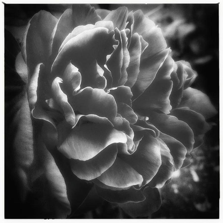 Peony Photograph - #peony In Black And White by Phunny Phace