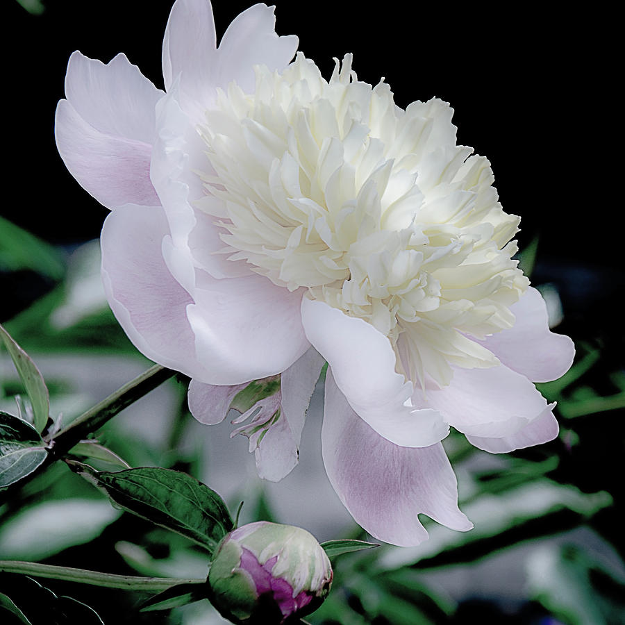 Peony in Bloom Photograph by Julie Palencia