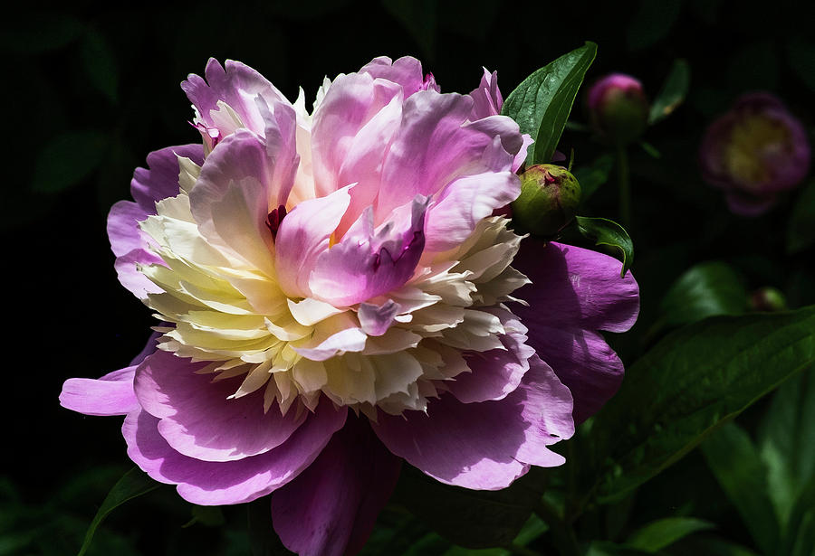 Peony in June Photograph by John Roach