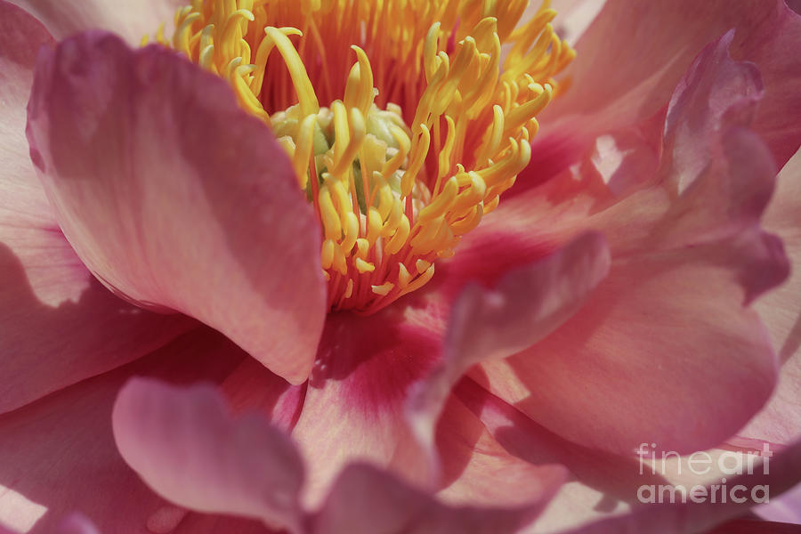 Peony in Peachy Pink Photograph by Rachel Cohen