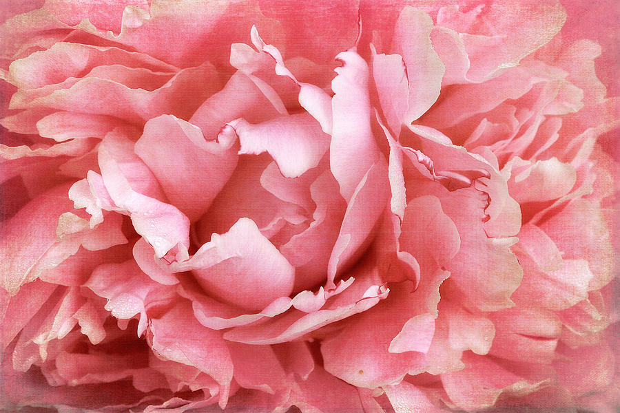 Peony in Pink Photograph by Cindi Ressler