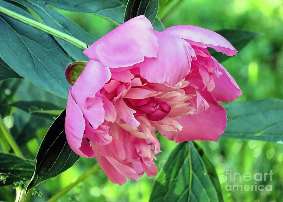 Peony in Pink  Photograph by Janice Drew