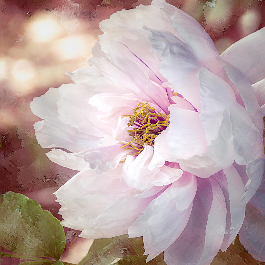 Peony in Pink Photograph by Julie Palencia
