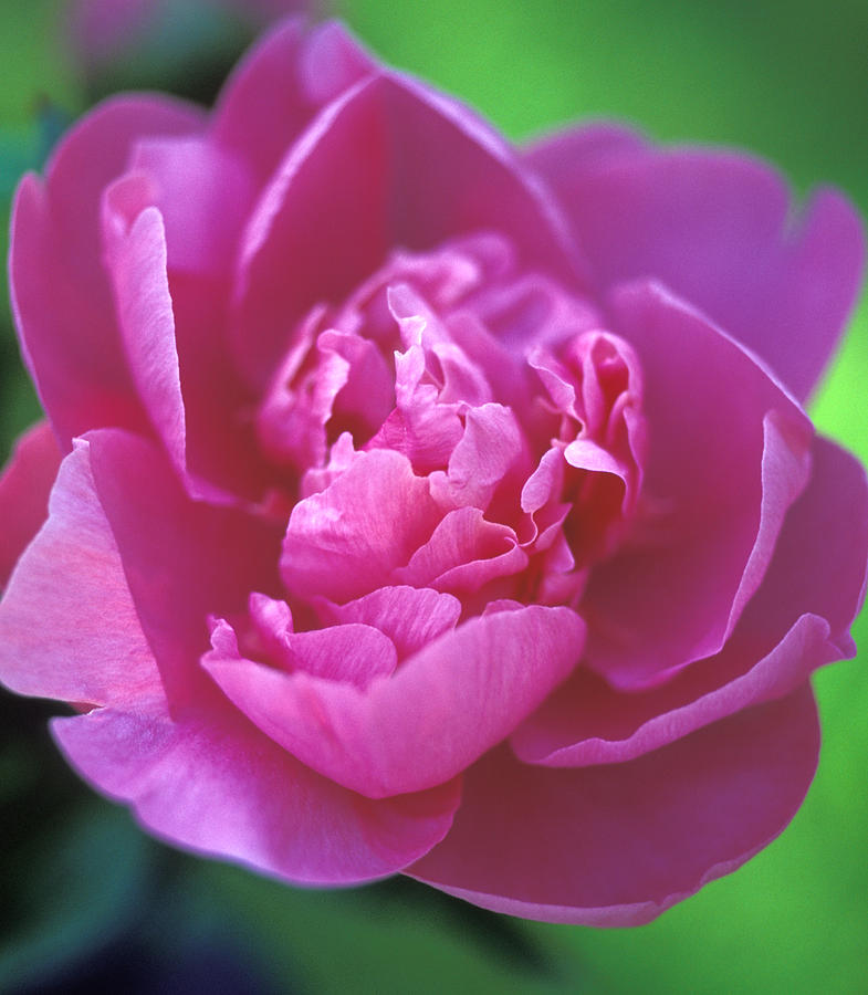 Peony In Pink Photograph