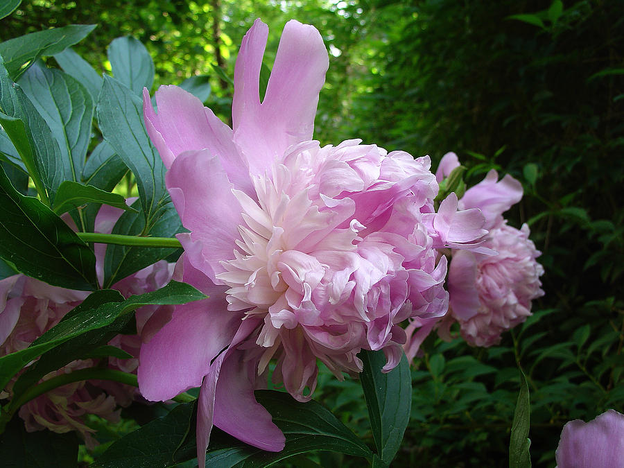 Peony in Pink  Photograph by Terrance De Pietro