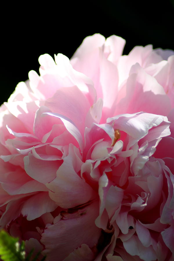 Peony in the Pink Photograph by Susan White