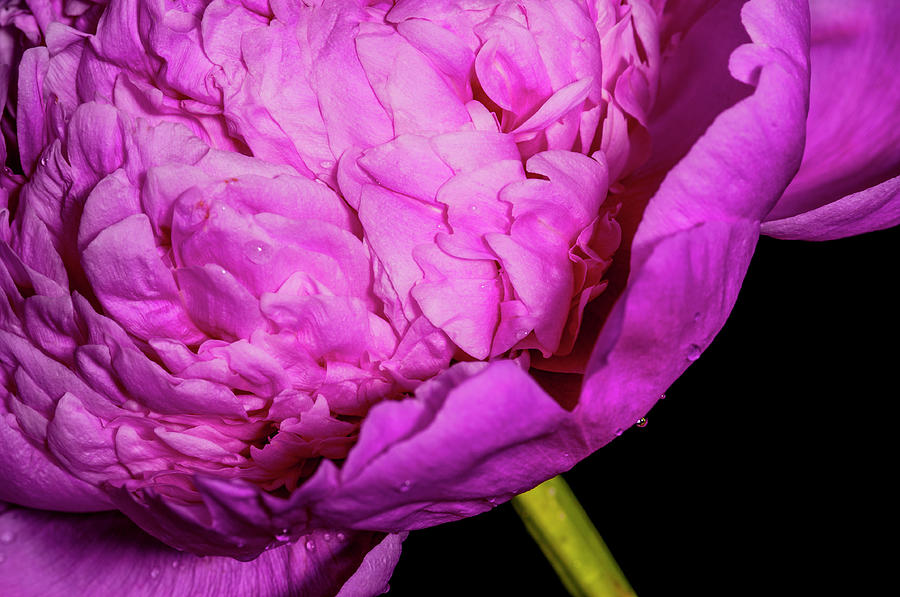 Flowers Still Life Photograph - Peony IV by Mike Valdez