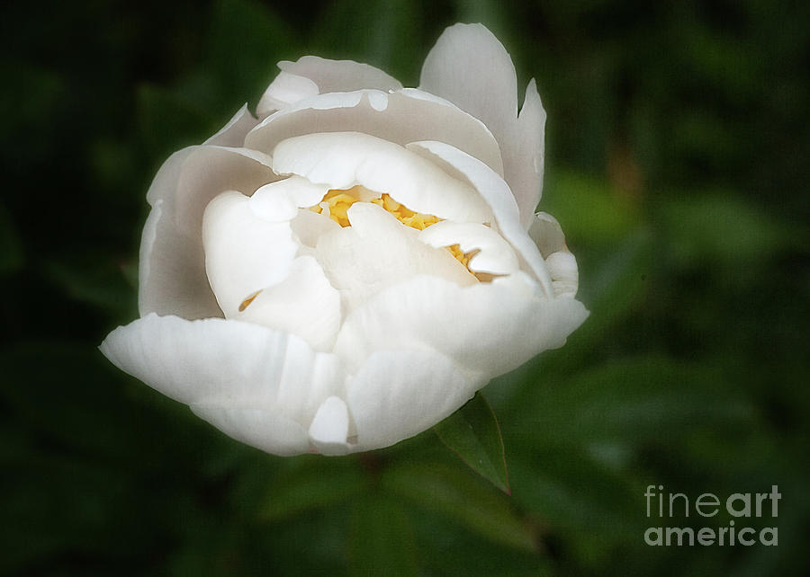 Peony Krinkle White Photograph by Ann Jacobson