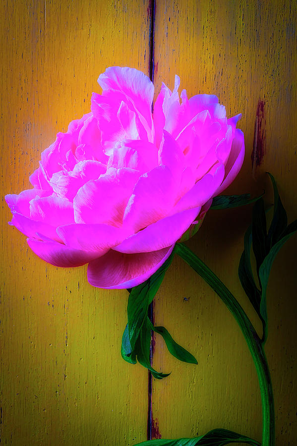 Peony Leaning Against Yellow Wall Photograph by Garry Gay