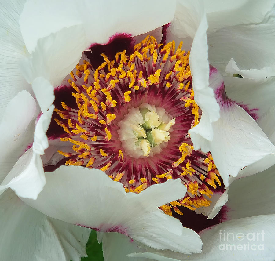 Nature Photograph - Peony Macro by Mike Nellums