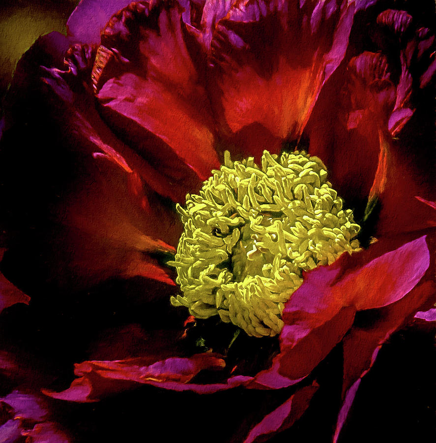 Peony Macro Red Photograph by Julie Palencia